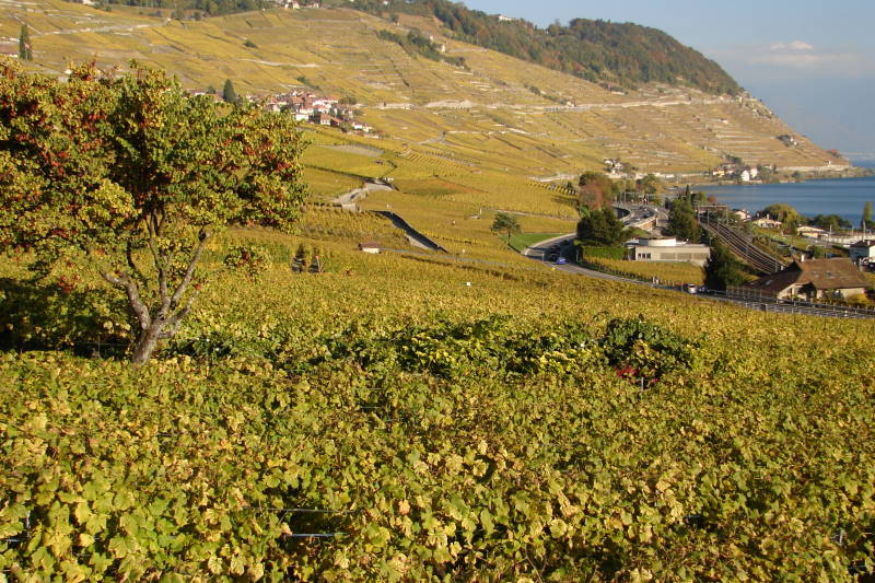 File:CH Lavaux 0710 180 (16656271553).jpg