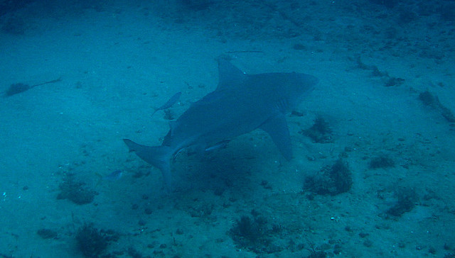 File:Carcharhinus leucas palm beach.jpg