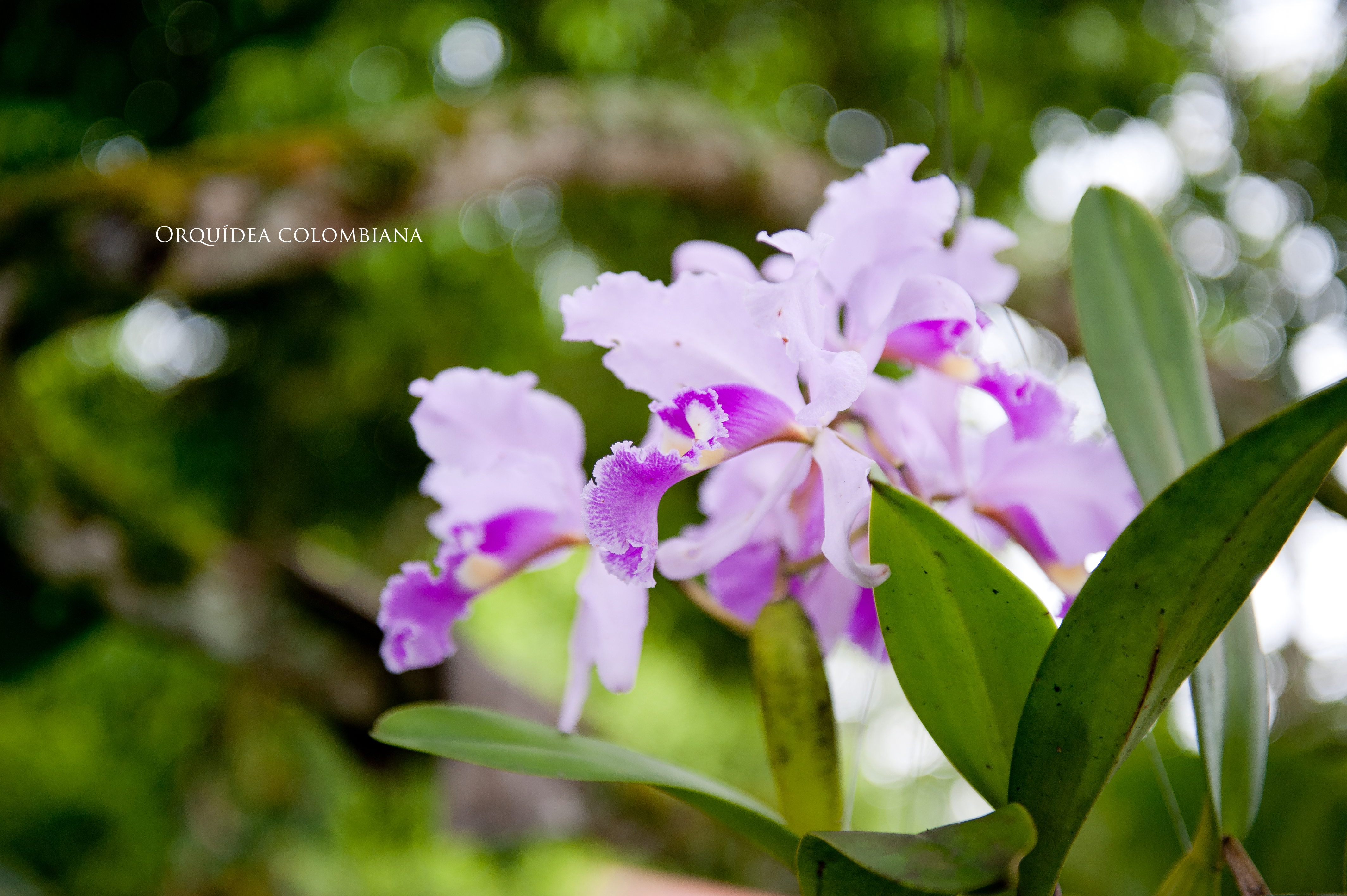 Details 300 la orquídea cattleya trianae