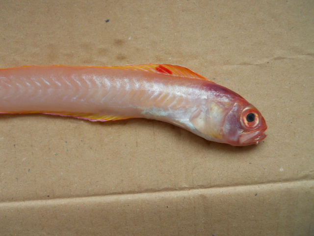 File:Cepola macrophthalma 02.JPG