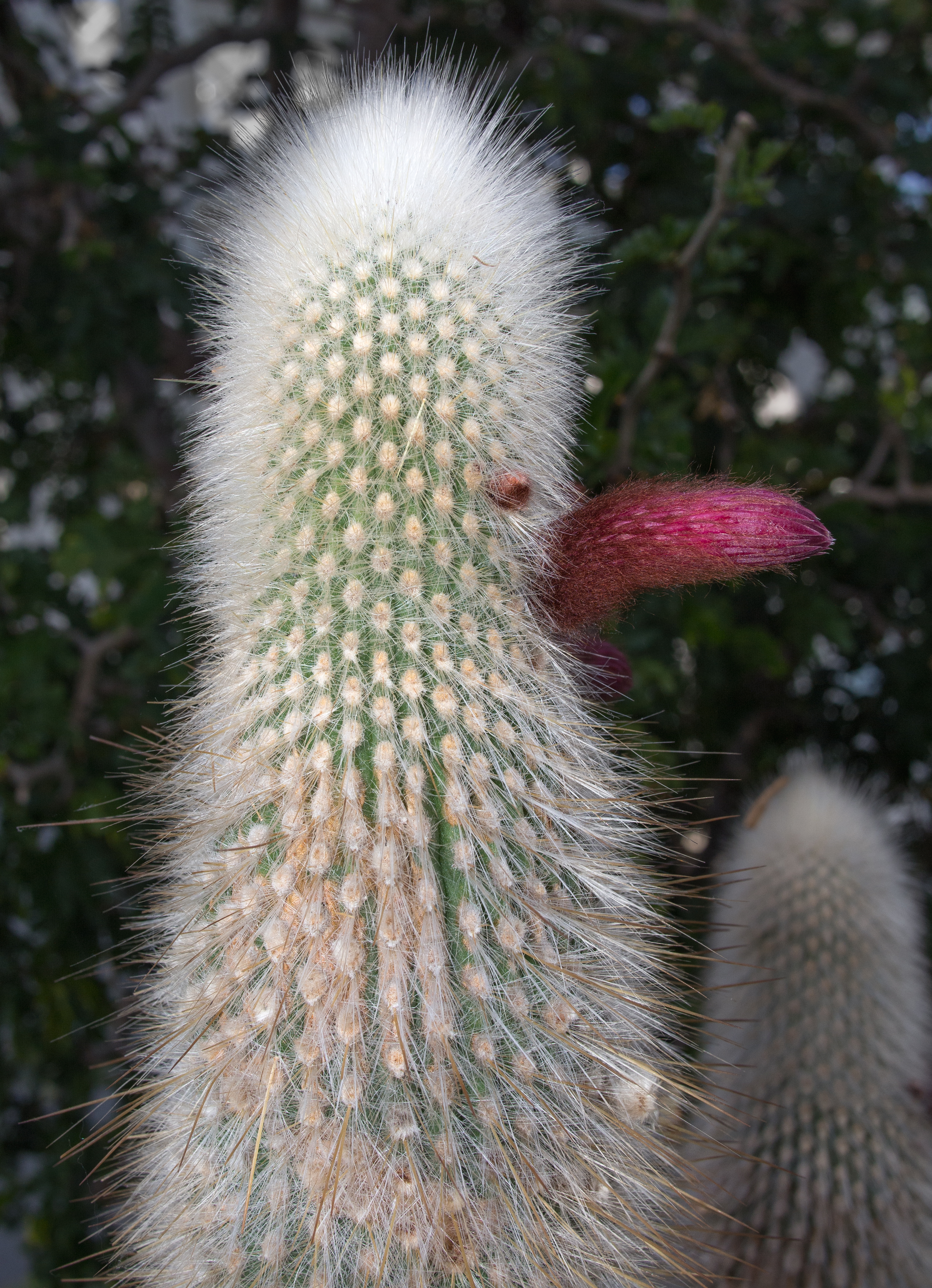 Cleistocactus Strausii Клейстокактус