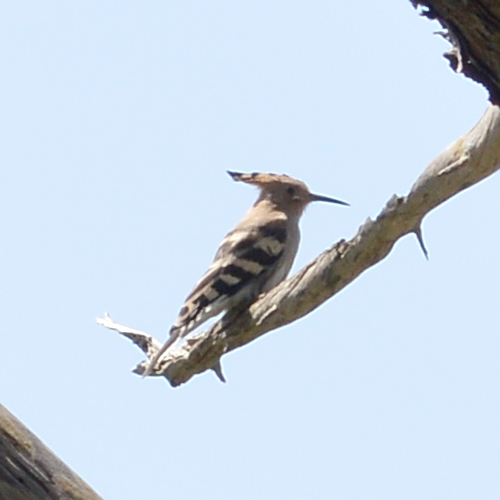 File:Common Hoopoe (Upupa epops) - Parc Natural de s'Albufera, Spain 2022-04-19.jpg