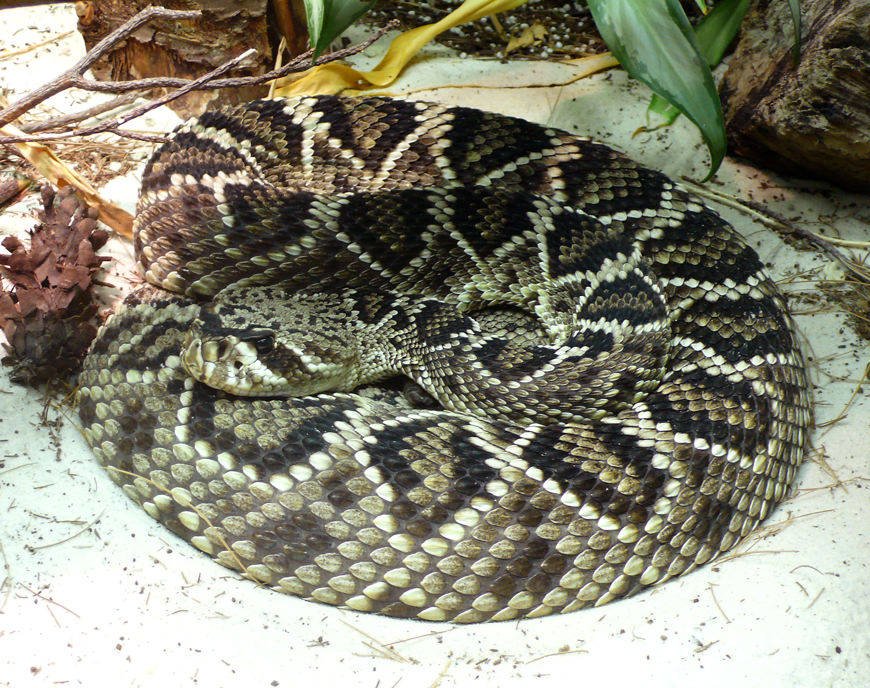 What is the largest rattlesnake ever recorded?