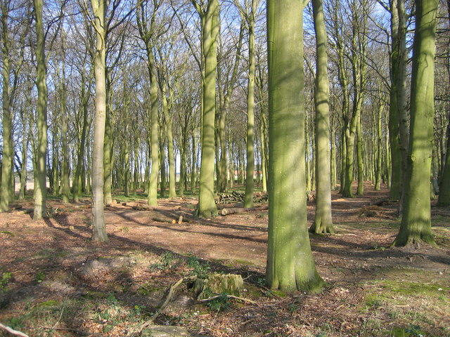 File:Culpits Plantation north of Hindolveston - geograph.org.uk - 368432.jpg