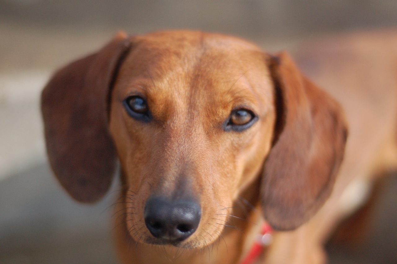 Dachshund Dog House Plans