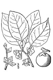 File:Diospyros virginiana BB-1913.jpg