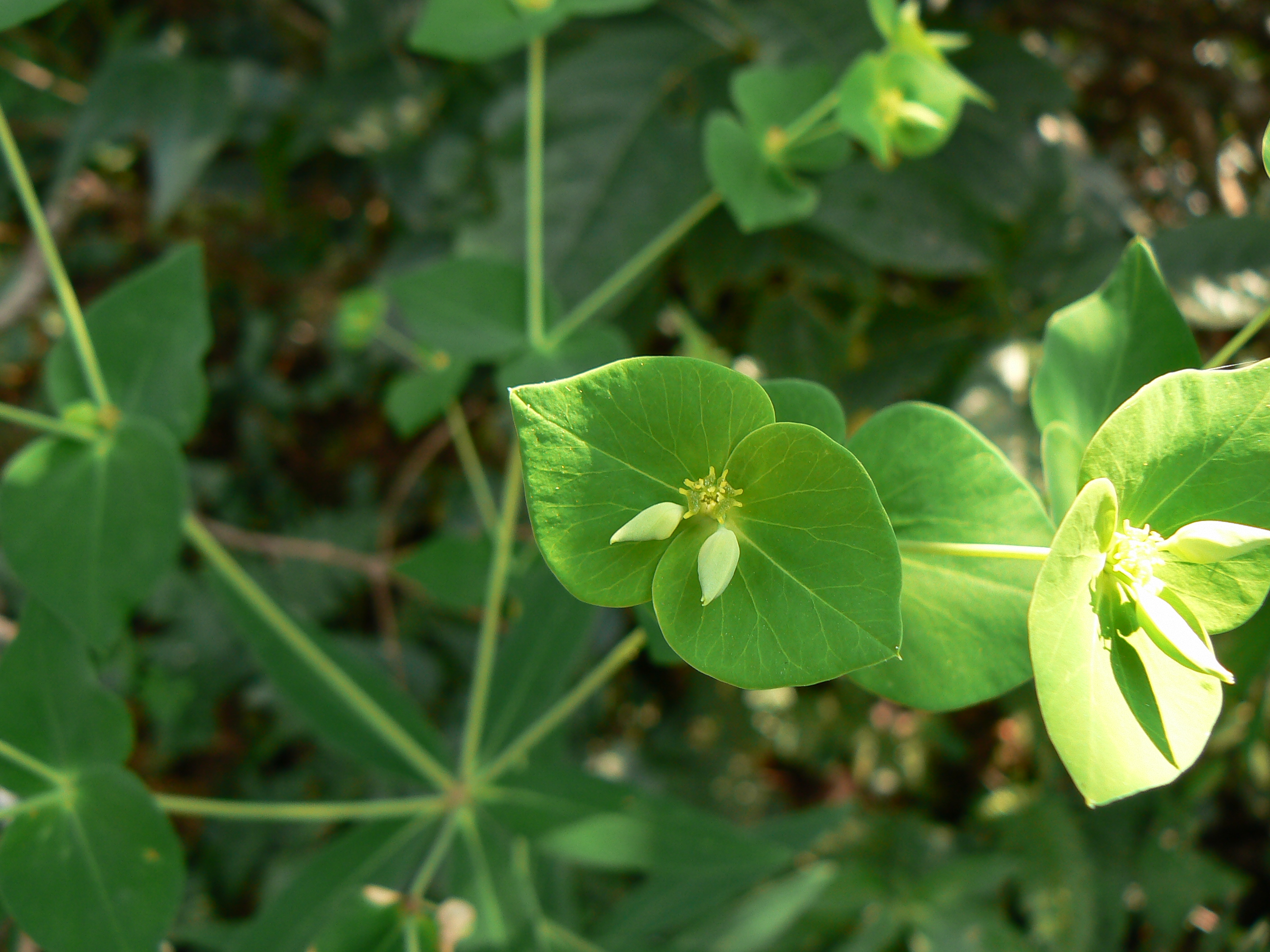 Rothia mucilaginosa