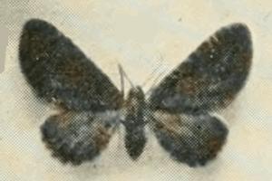 <i>Eupithecia thalictrata</i> Species of moth