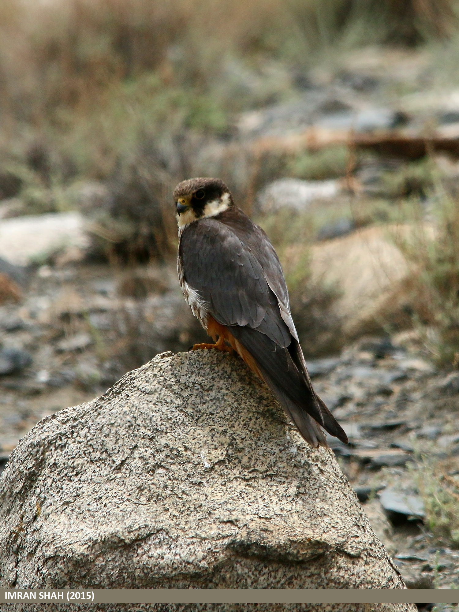 File:Eurasian Hobby (Falco subbuteo) (20608213586).jpg - Wikimedia Commons