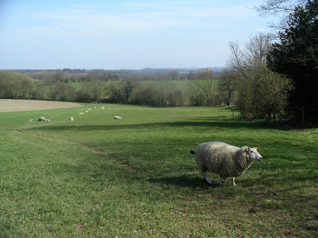 File:Farmland and sheep - geograph.org.uk - 393872.jpg