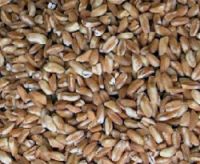 Il farro dicocco, noto anche come emmer, farro medio o comunemente anche solo farro, è un cereale, parente stretto del grano. È una delle tre specie del genere Triticum comunemente chiamate farro by Wikipedia