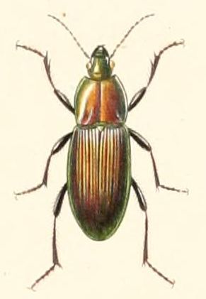 <i>Cynthidia</i> Genus of beetles