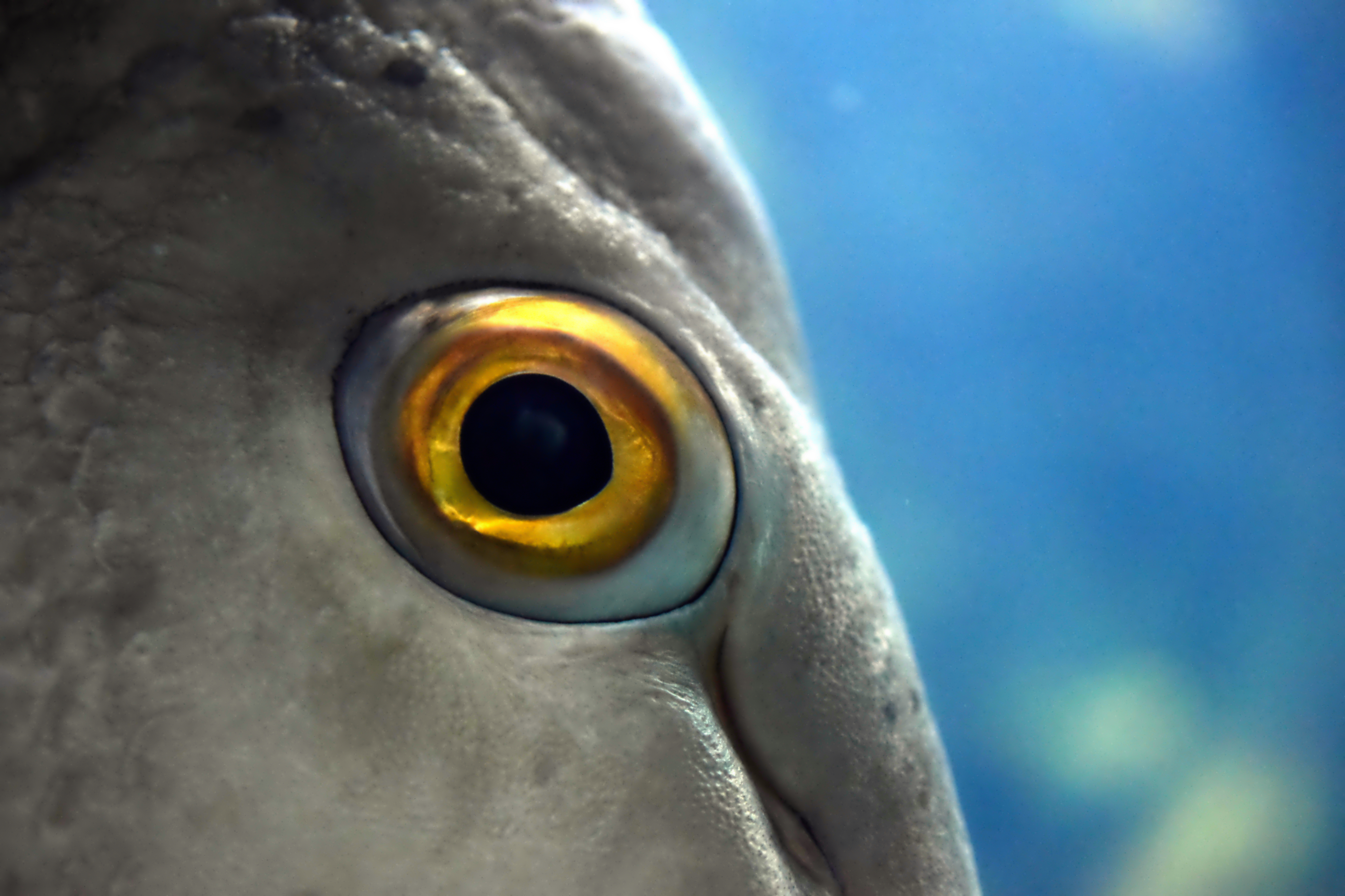 Глазки рыбок. Глаз рыбы. Рыбий взгляд. Рыбий глаз рыба. Глаза бешеной селедки.