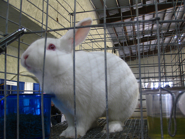 Florida White rabbit - Wikipedia