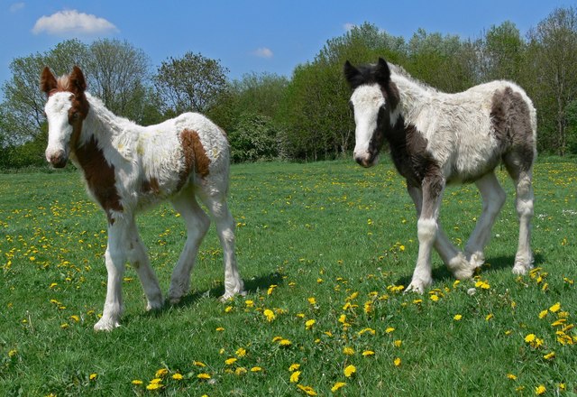 File:Foals on Aylestone Playing Fields - geograph.org.uk - 799188.jpg