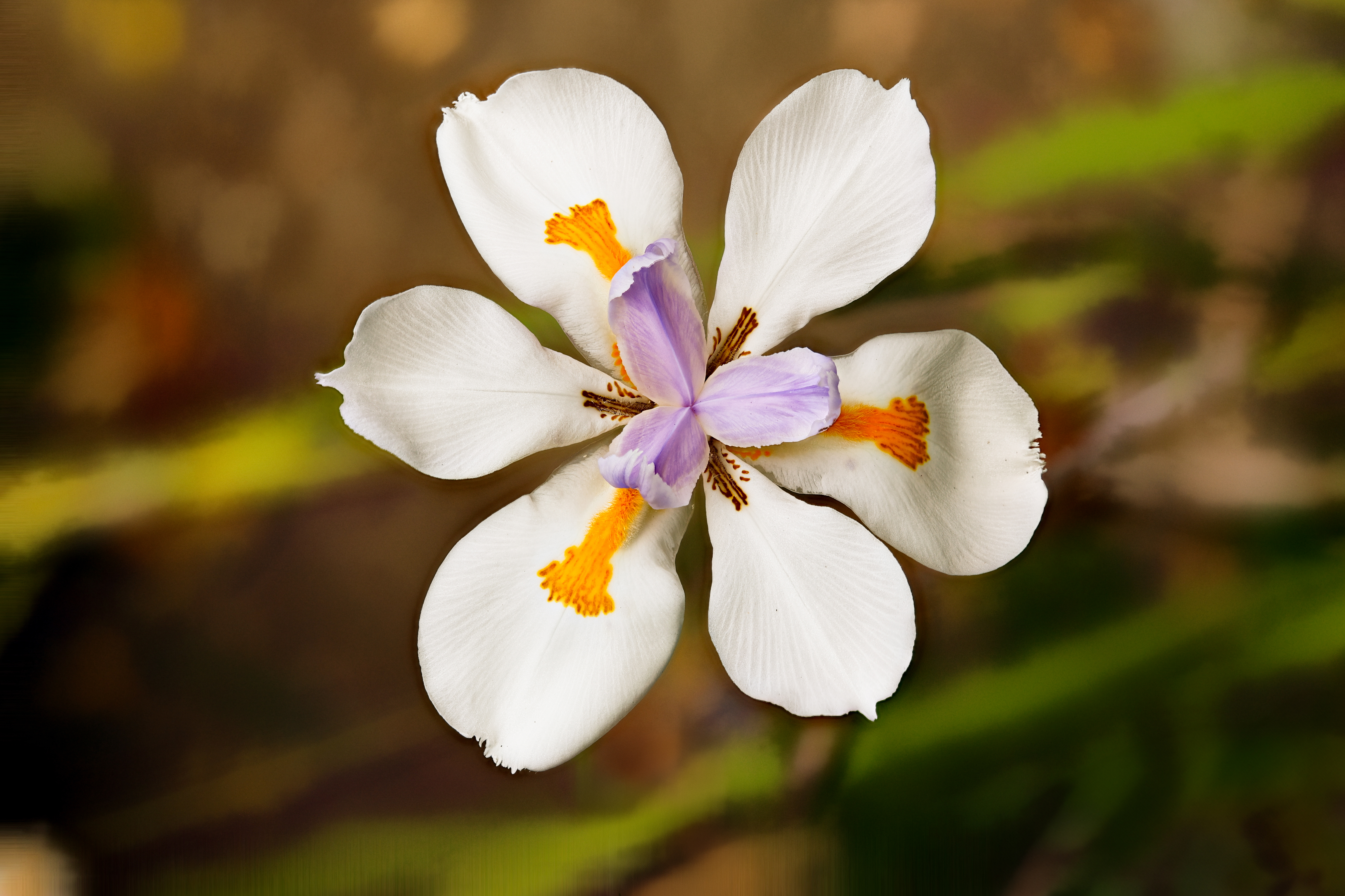 File:Fortnight lily or Morea iris -- Dietes iridioides, D. bicolor.jpg -  Wikipedia