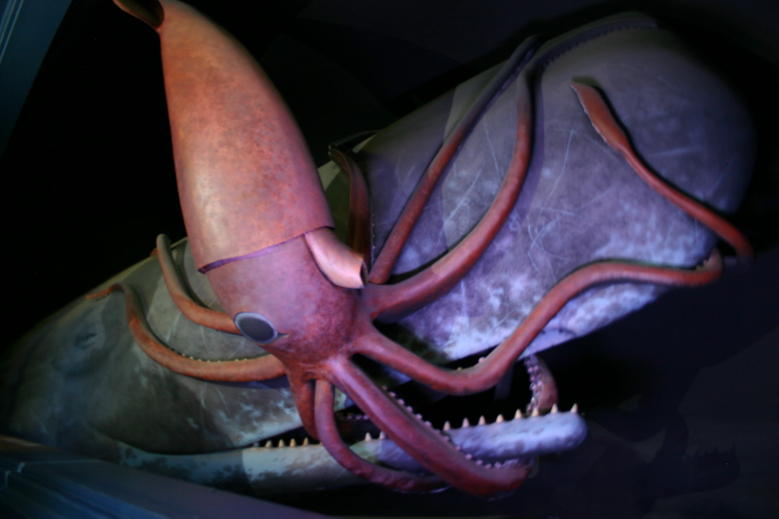 Giant Squid vs. Blue Whales