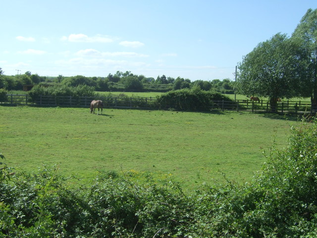 File:Grazing off Barton Road (A603) - geograph.org.uk - 5426541.jpg