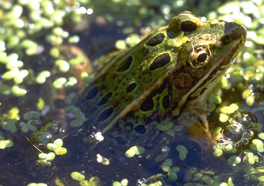 https://upload.wikimedia.org/wikipedia/commons/4/46/Green-leopard-frog-in-swamp.jpg