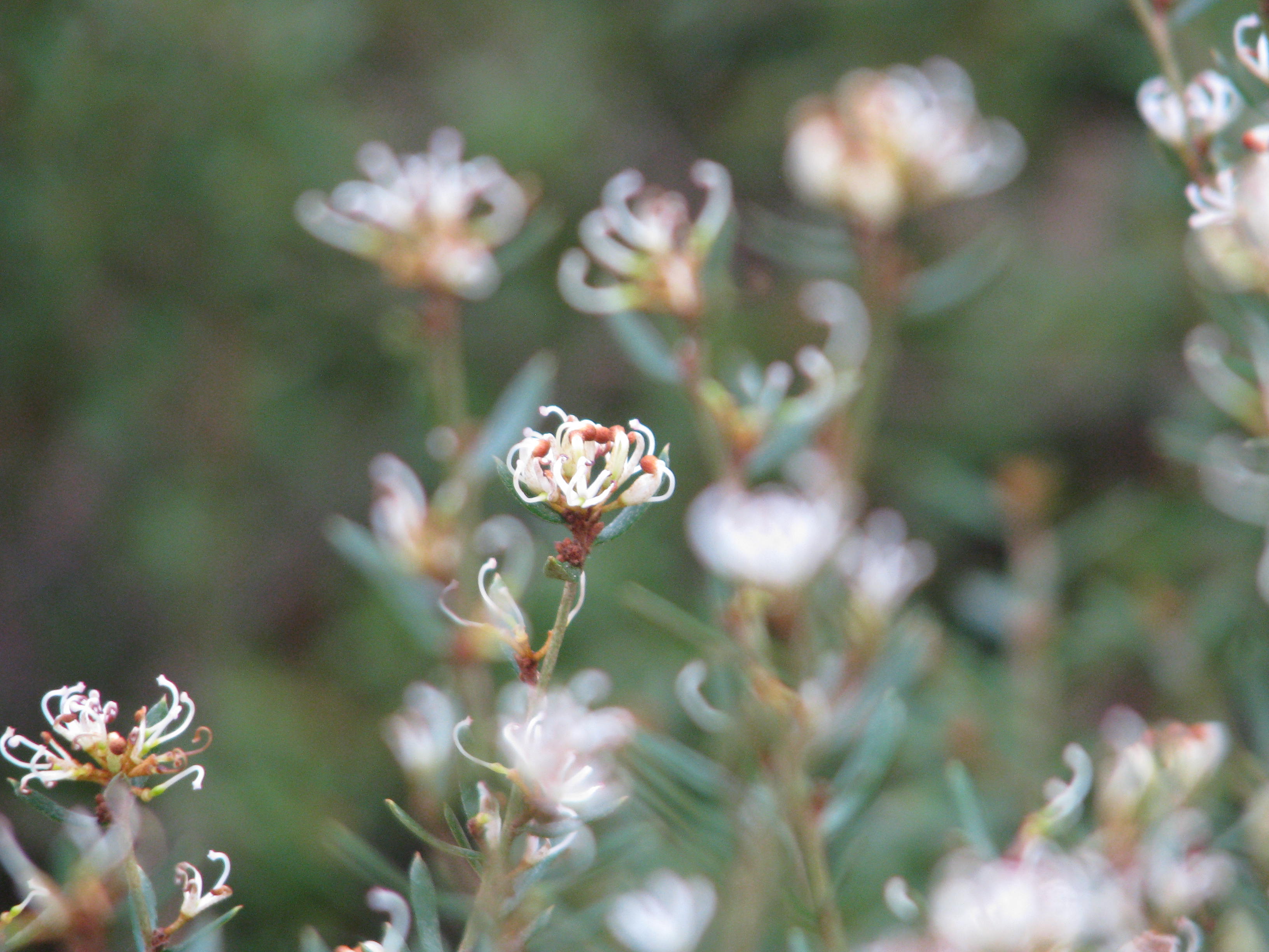 Grevillea australis (12994910494).jpg