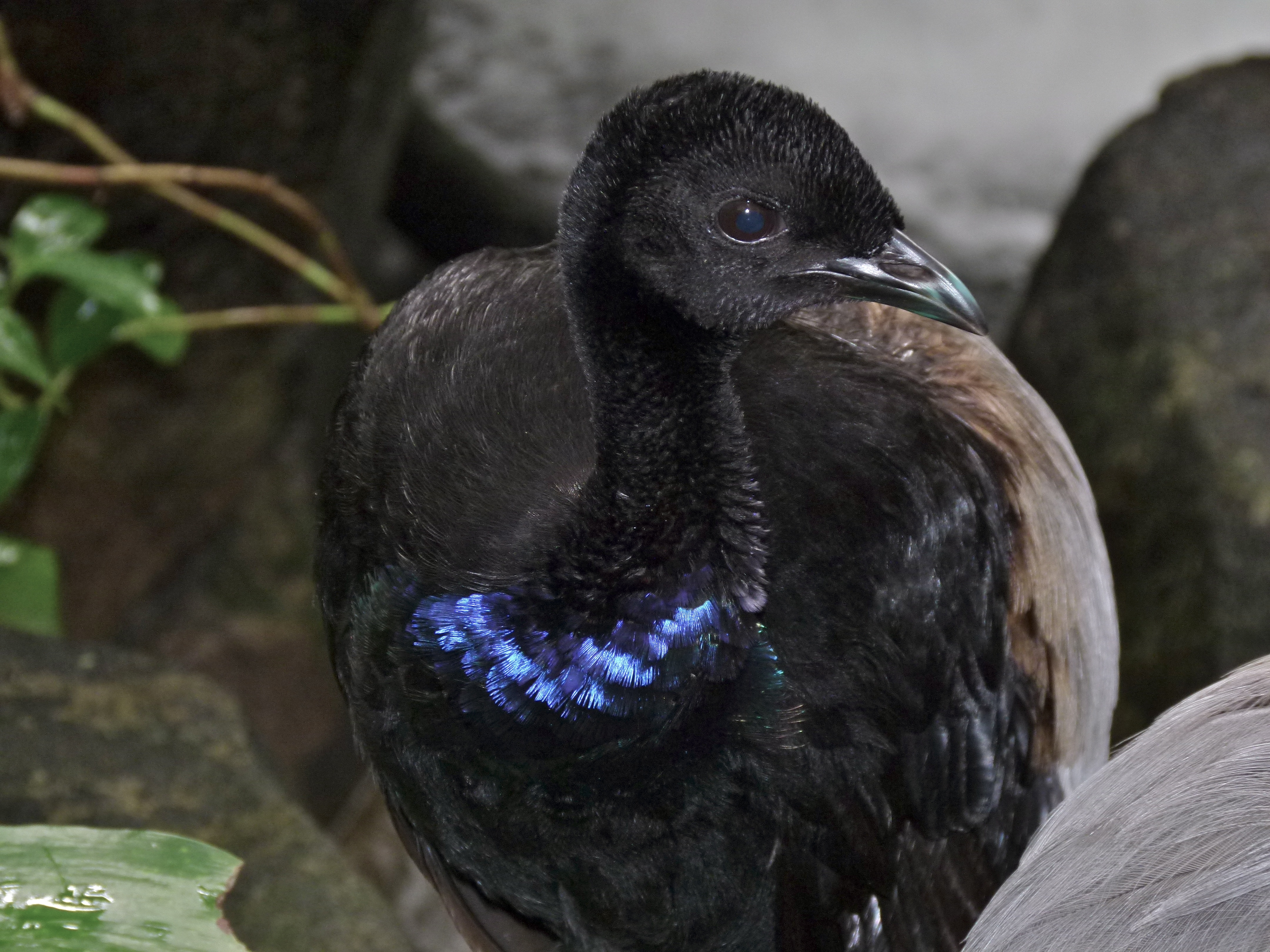 Grey-winged Trumpeter (Psophia crepitans) (6978546014).jpg