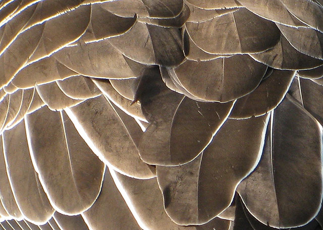 File:Greylag goose feathers - geograph.org.uk - 1235789.jpg