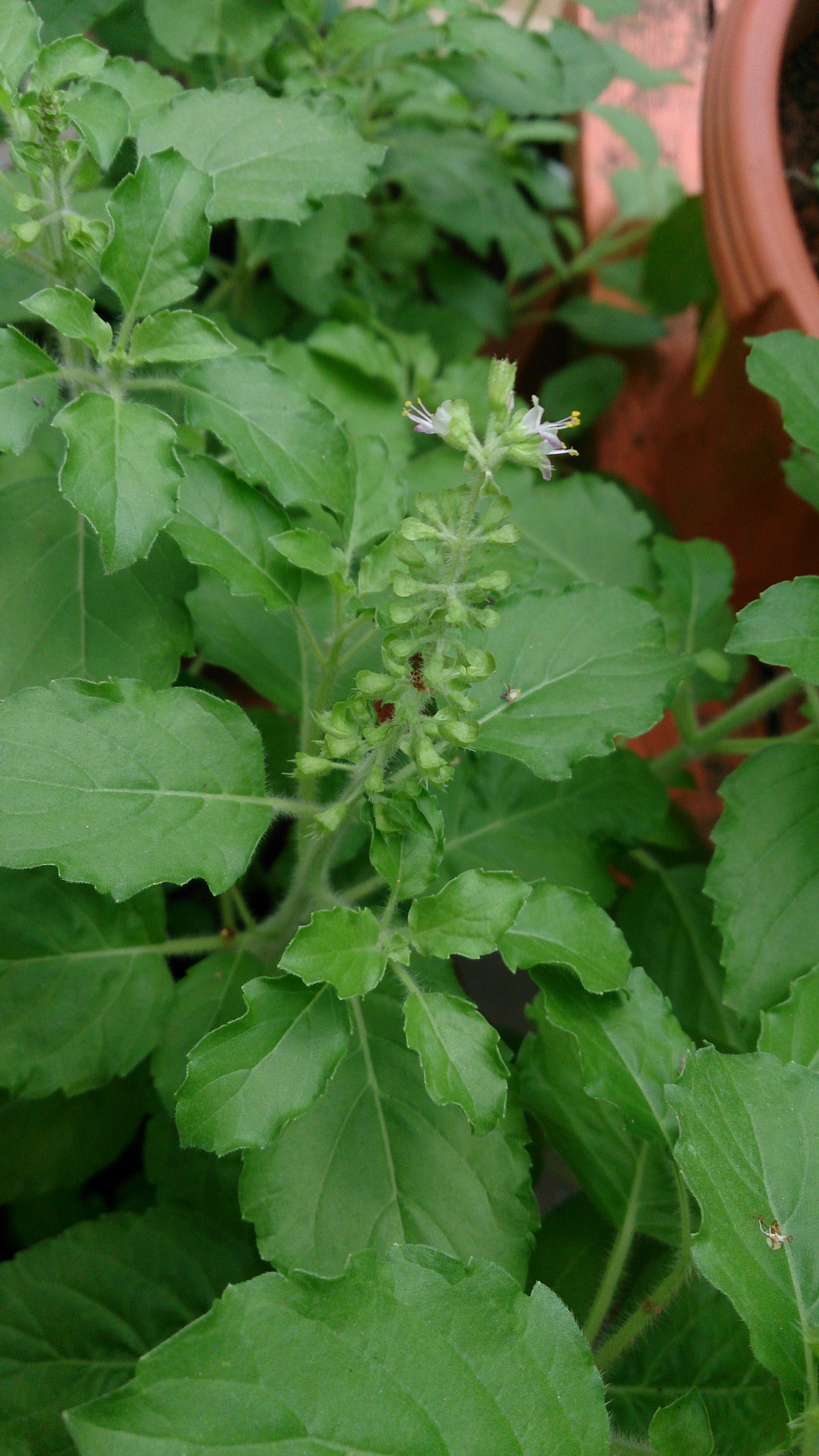 File Holy Basil Ocimum tenuiflorum .jpg Wikimedia Commons