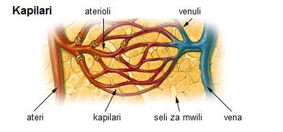 File:Illu capillary sw.jpg