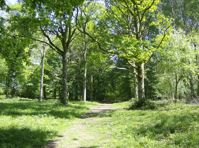 In Orchardleigh Wood - geograph.org.uk - 439424