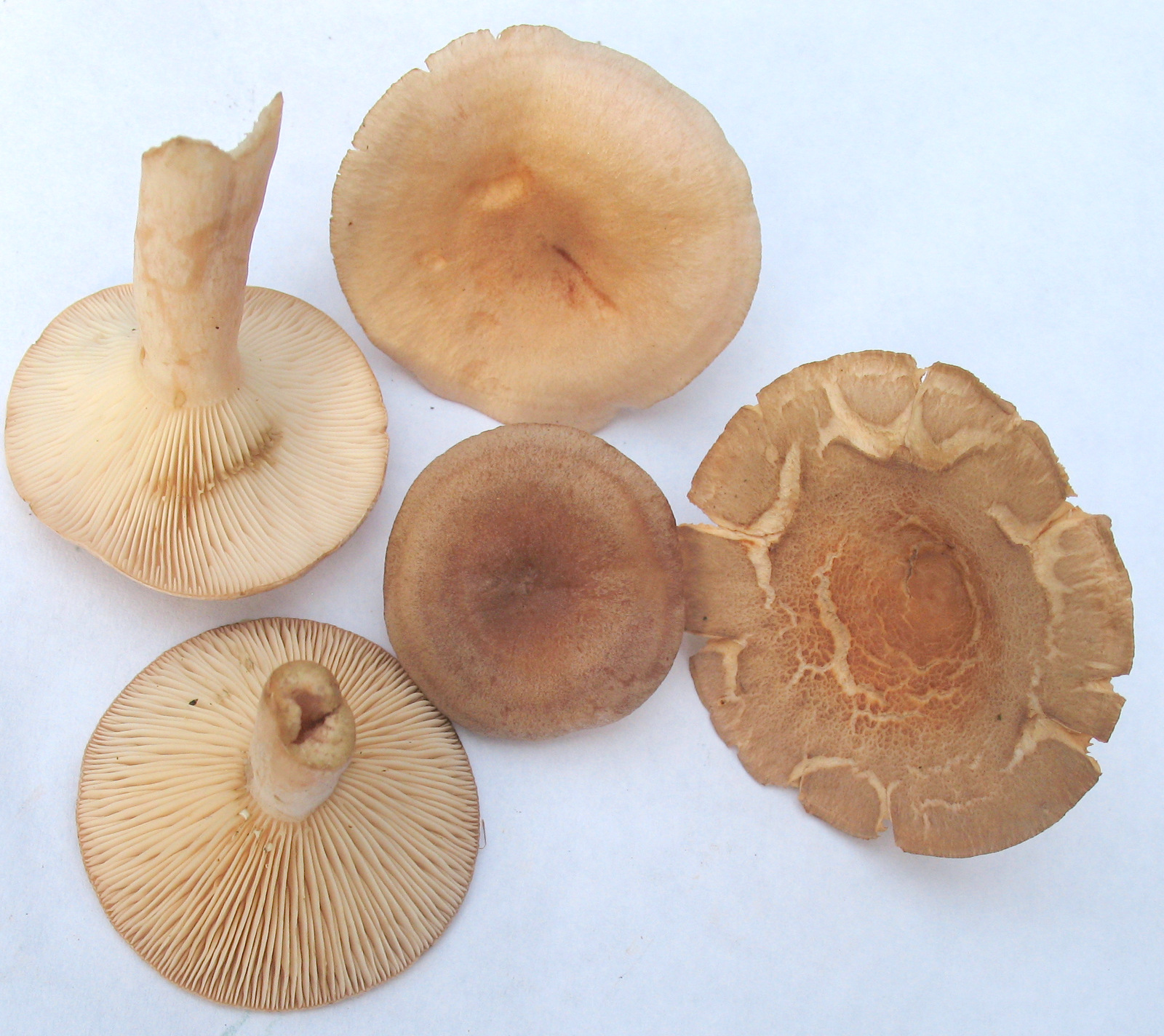 Lactarius sp.? (7965809042).jpg