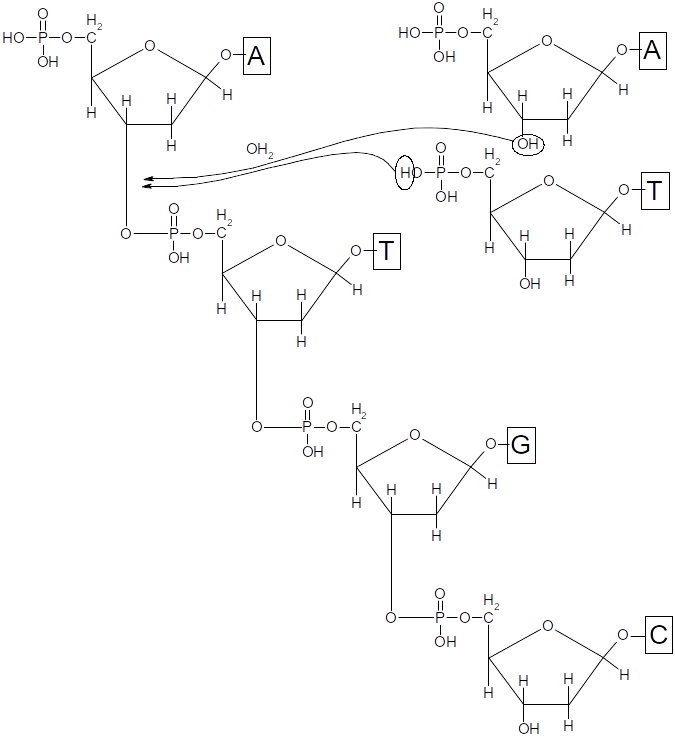 liaisons des désoxyribonucléotides