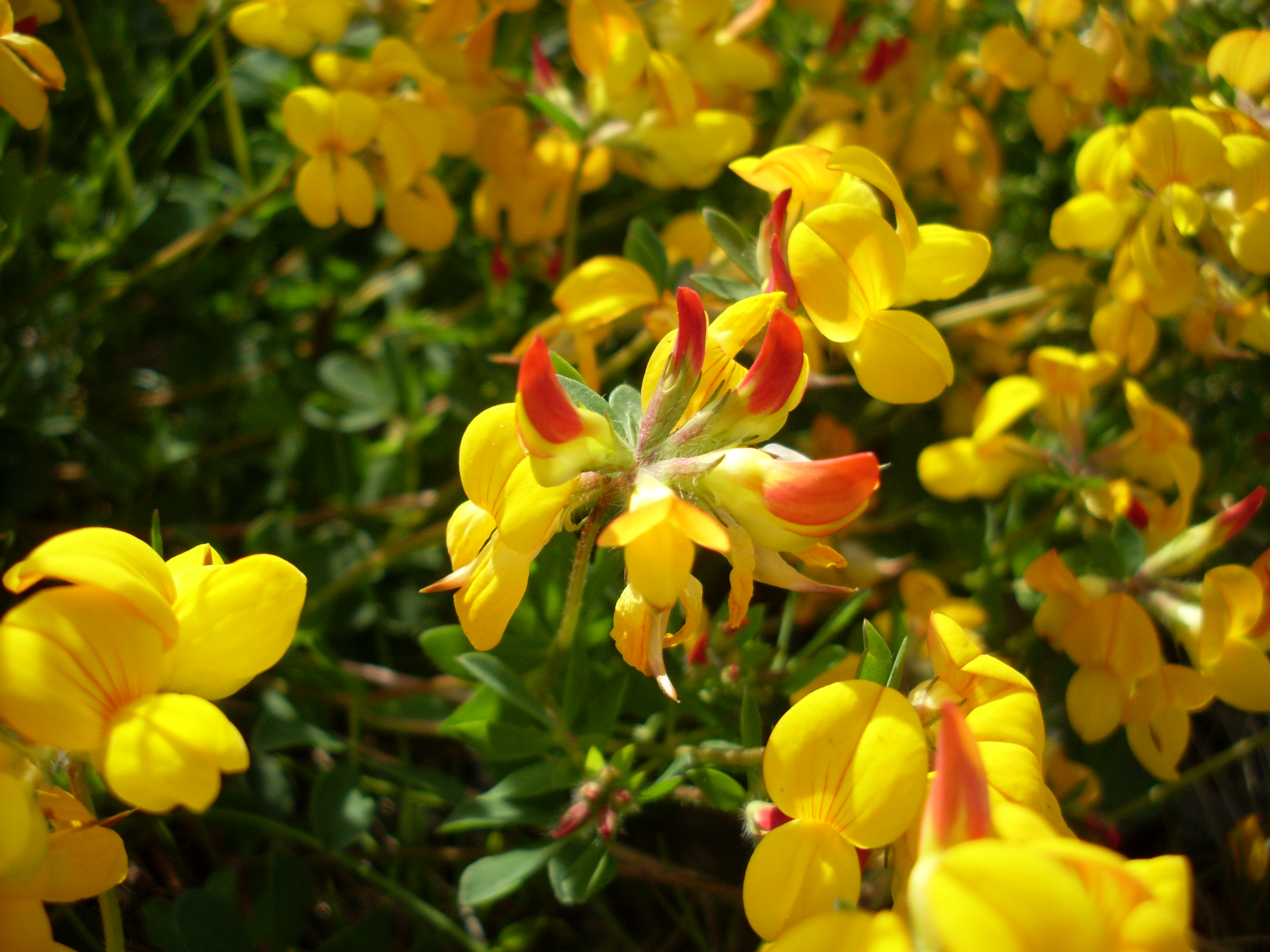 lotus corniculatus seeds