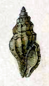 <i>Mangelia taeniata</i> Species of gastropod