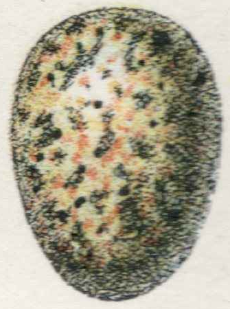 File:Protozoa.png - Wikimedia Commons