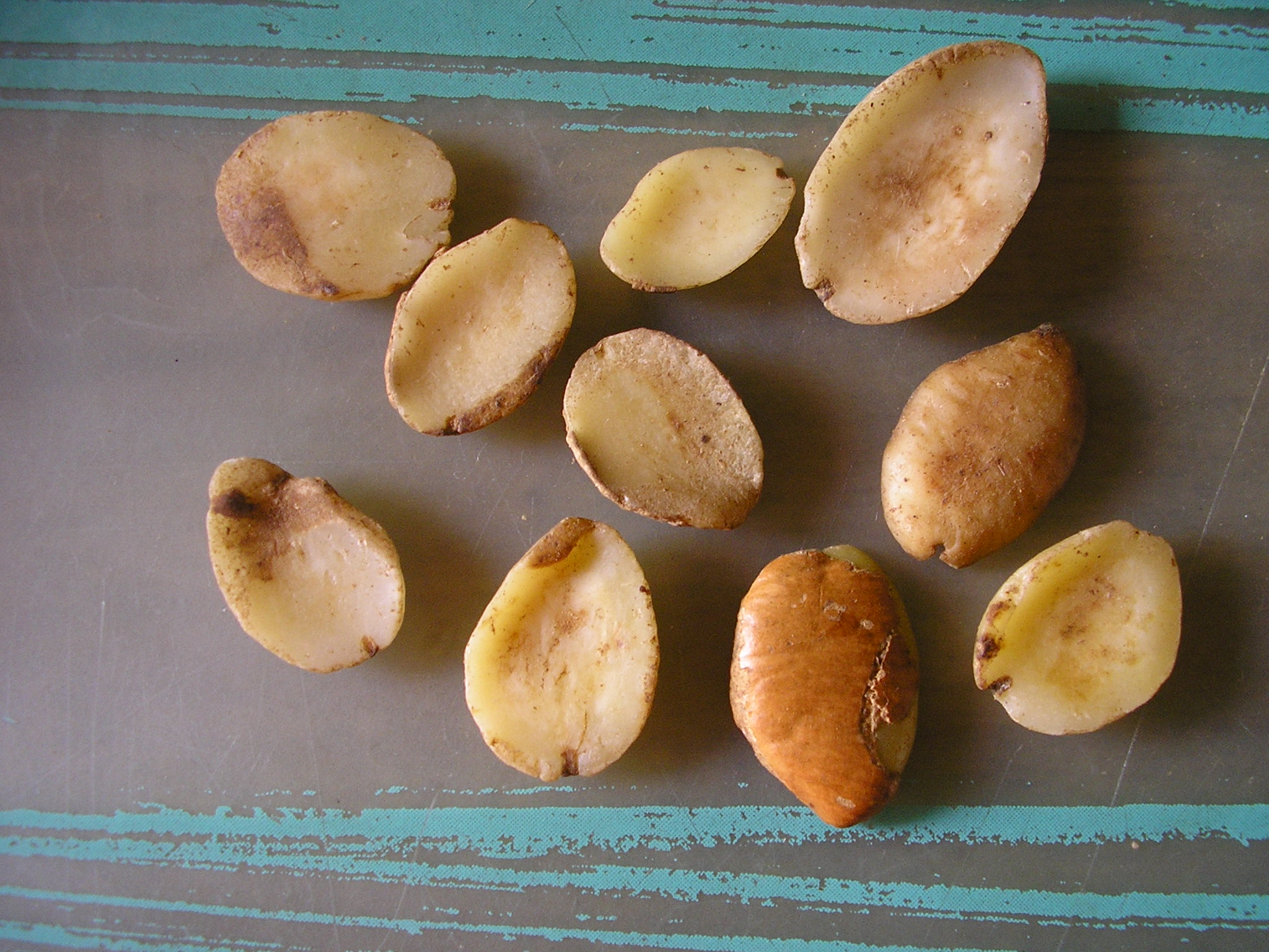 African Mango seed scientific studies