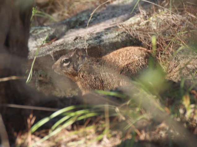 File:Otospermophilus variegatus rupestris.jpg