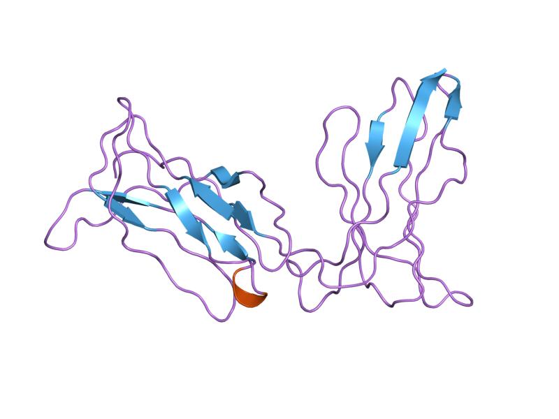 File:PDB 2dl2 EBI.jpg