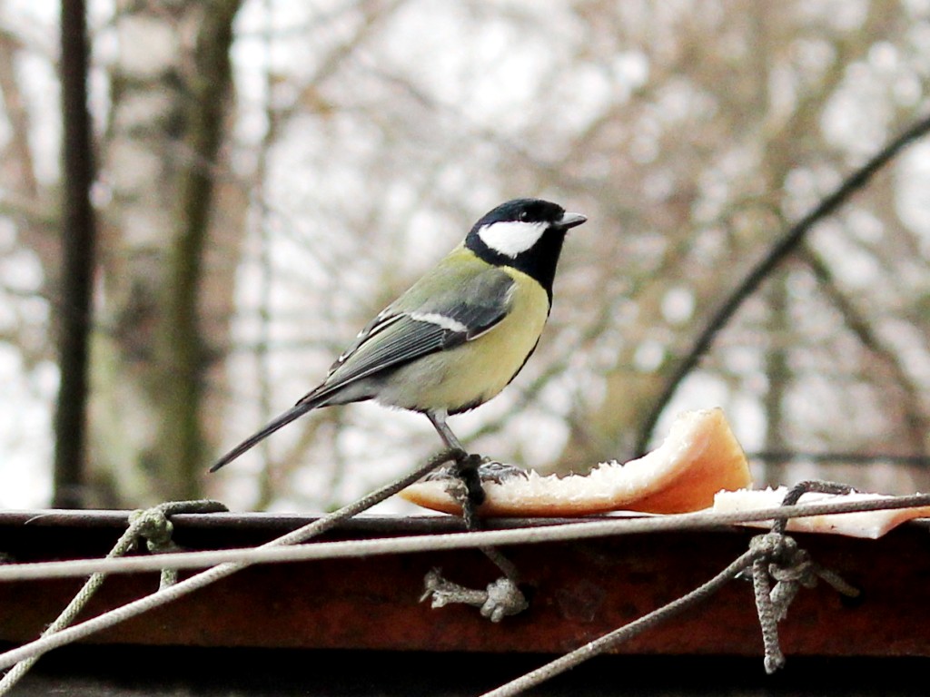 Parus. Parus Major птица цитата.