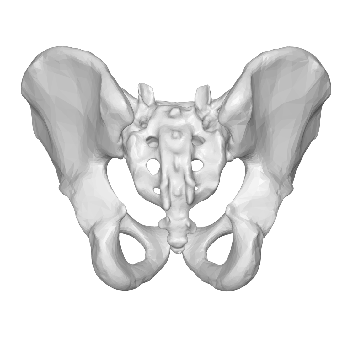 pelvis posterior view