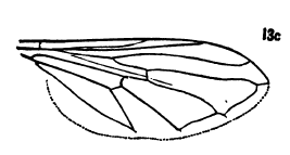 File:Pyrophaena ocymi wing.png