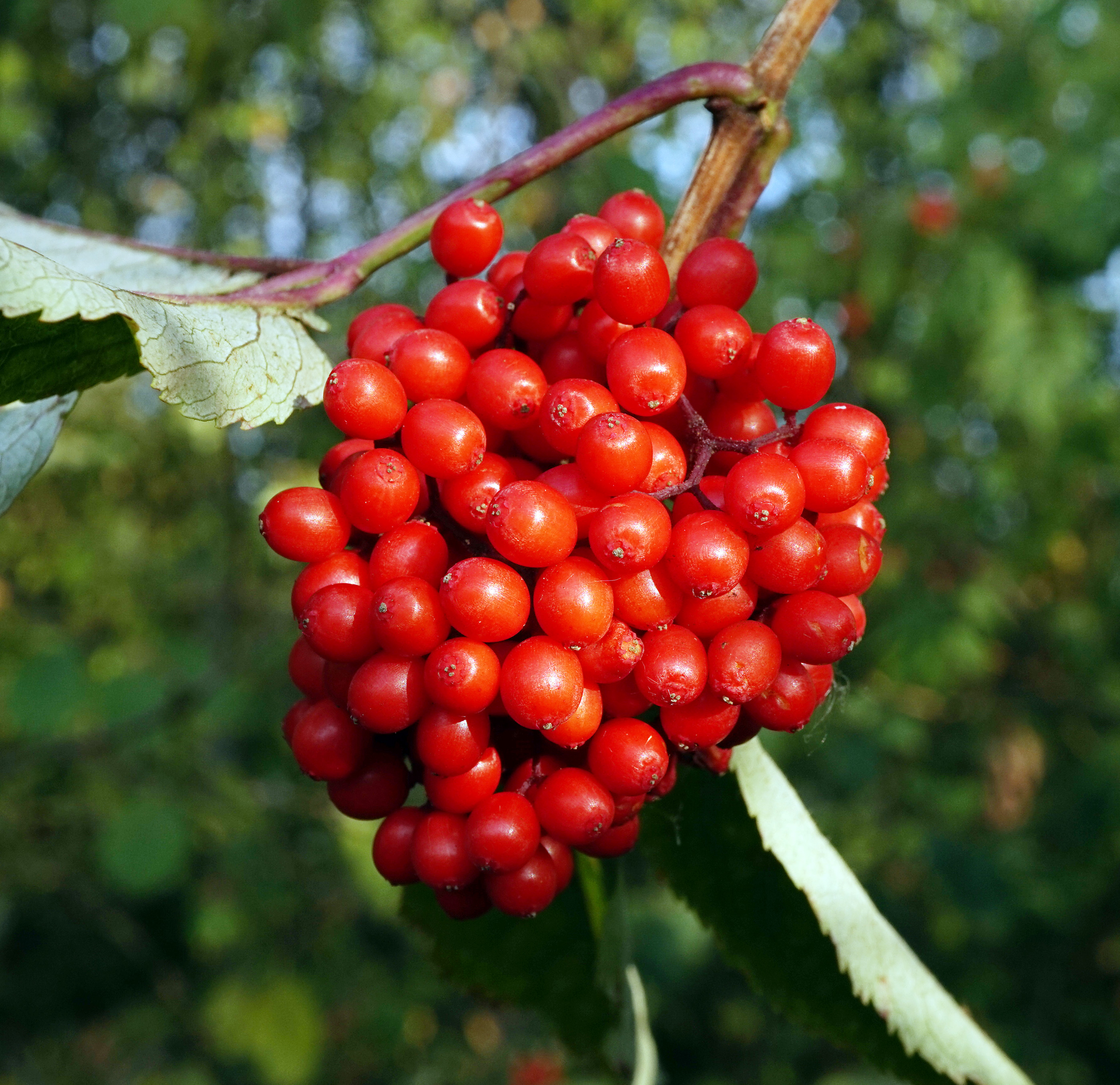 Бело красная ягода. Redberry ягода. Ягода из 6 букв. Красные ягоды 6 букв. Болотная ягода 6.