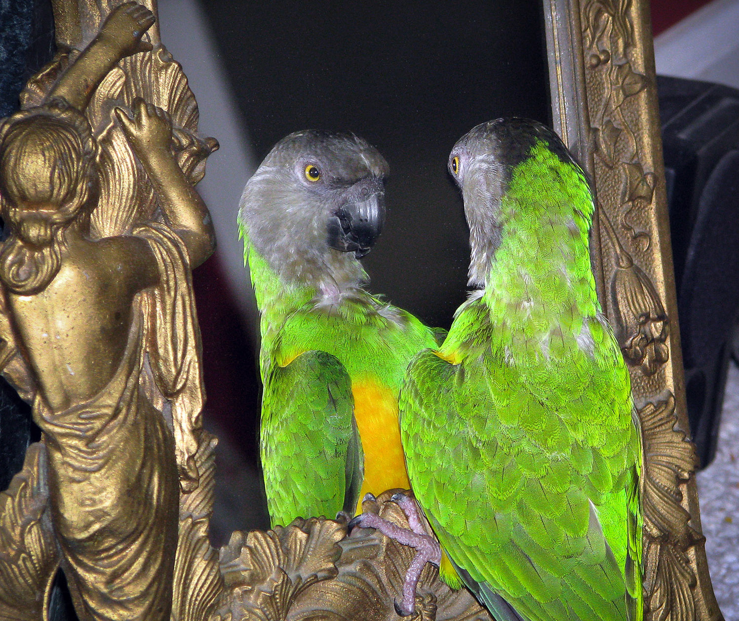 Сенегальский длиннокрылый попугай. Попугай и зеркало. Фламинго неразлучники. Parrot General. Попугаи в темноте
