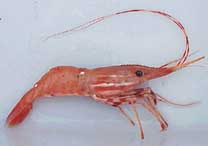 Spot shrimp (Pandalus platyceros).jpg