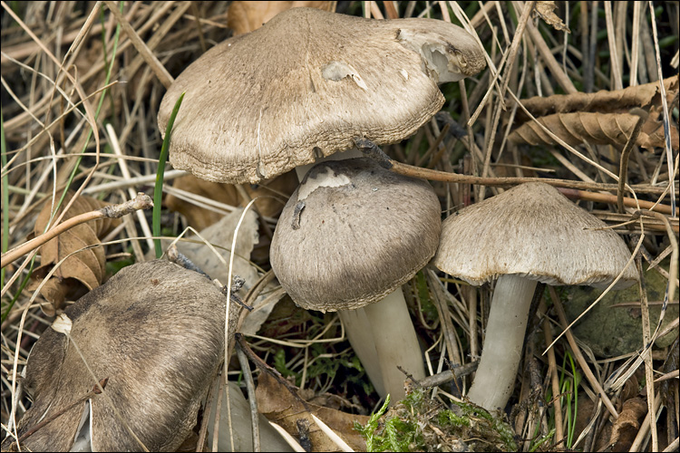 File:Tricholoma myomyces 69290.jpg