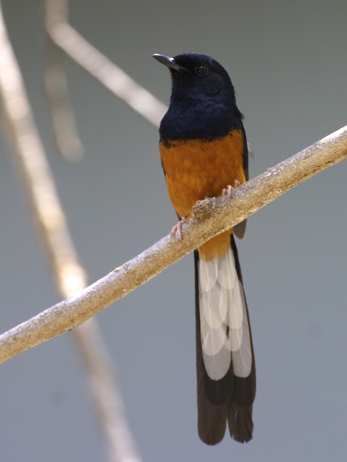 Magpie-robin - Wikipedia