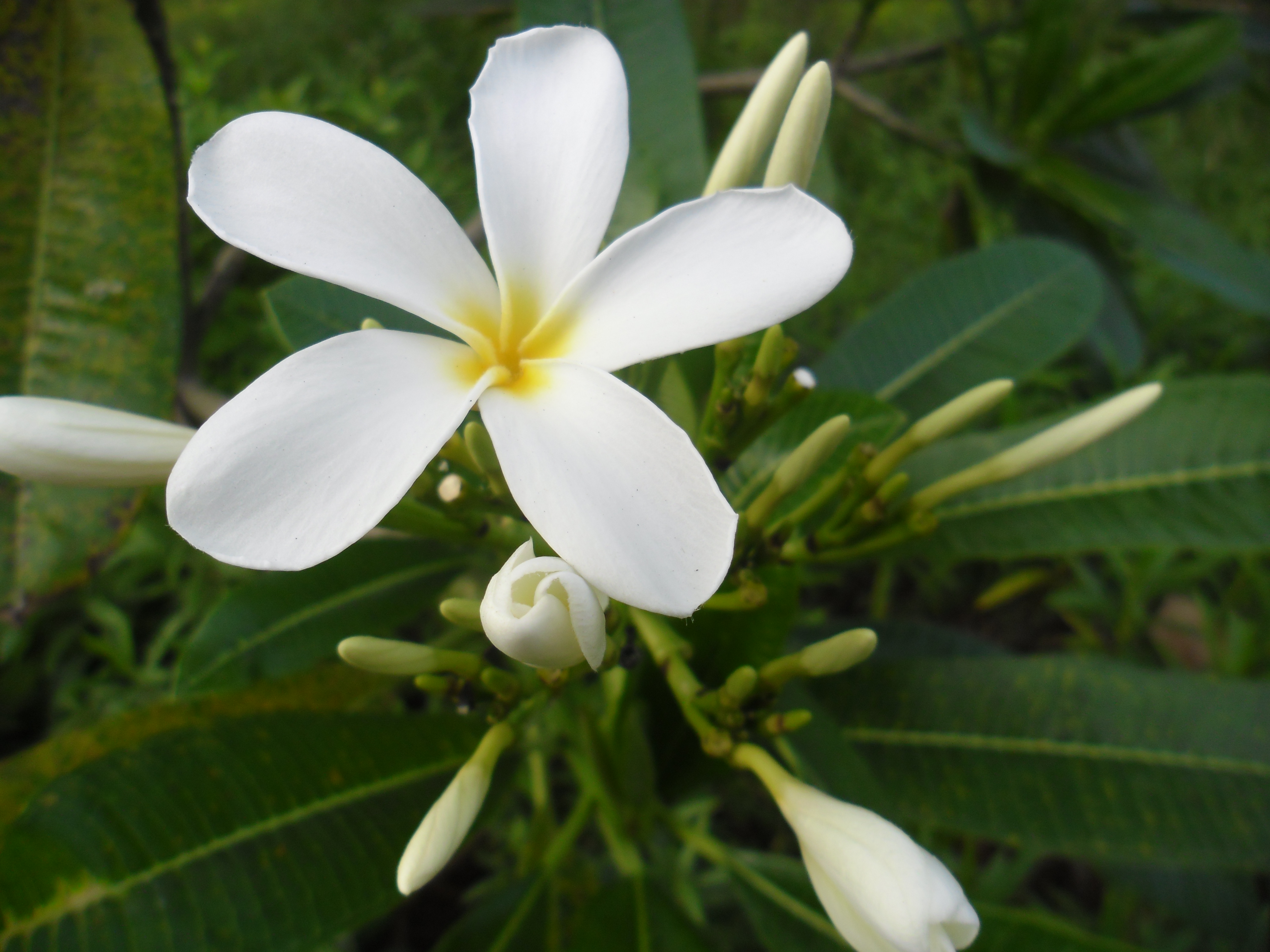 Mogali flower