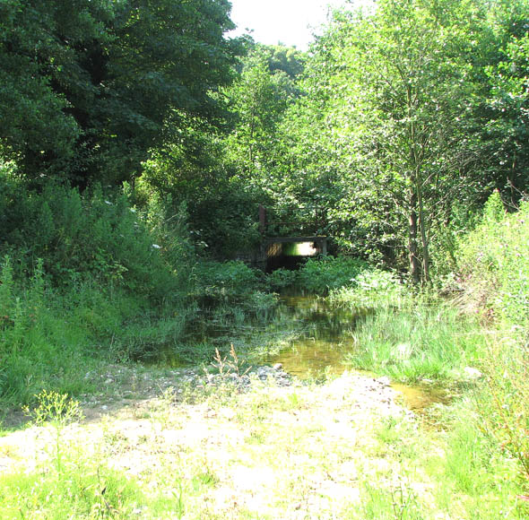 Whitlingham Country Park - an overgrown water course - geograph.org.uk - 1382041