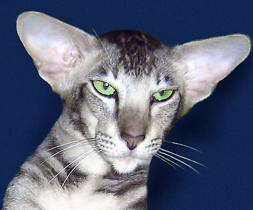 Gato oriental - Wikipedia, la enciclopedia libre