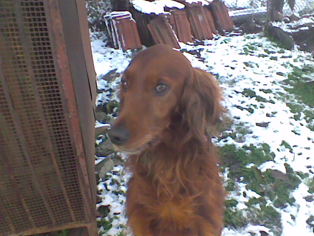 File:Ирландски сетер (Irish setter) 01.jpg