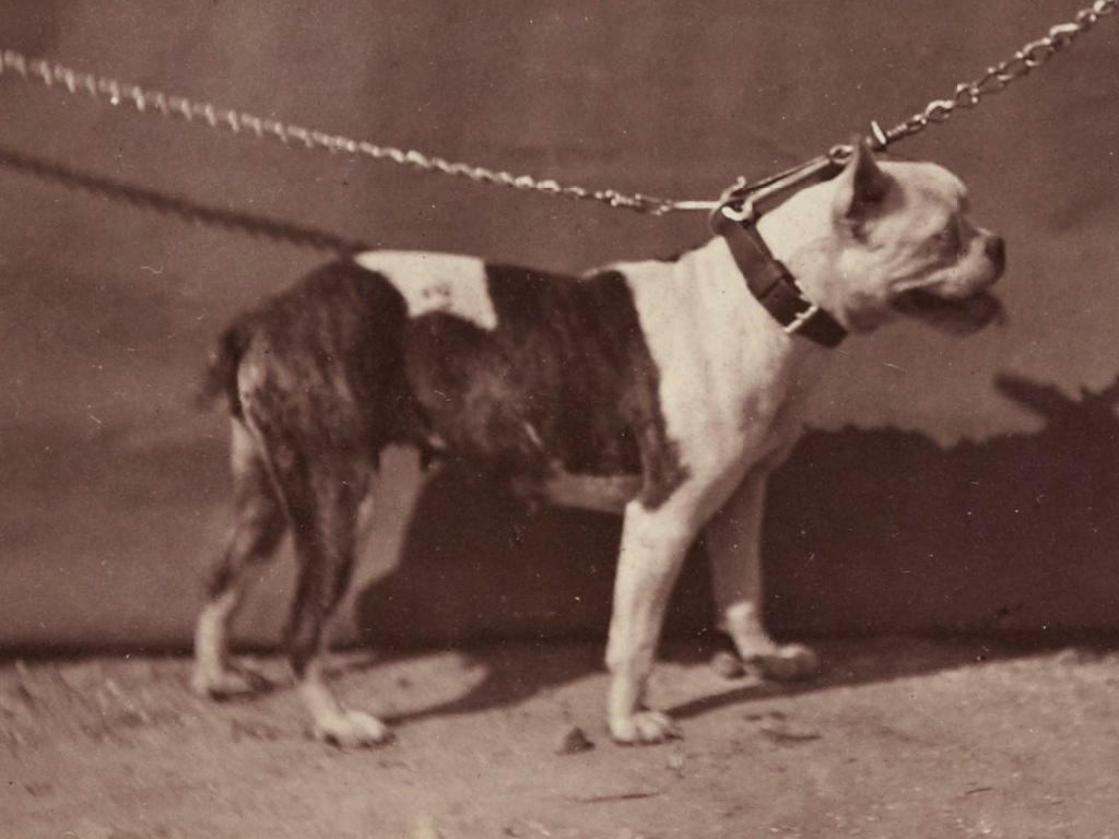 old english bulldog